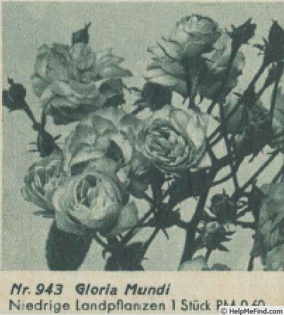 'Gloria Mundi (polyantha, de Ruiter, 1929)' rose photo