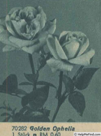 'Golden Ophelia' rose photo