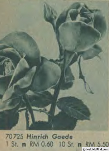 'Hinrich Gaede' rose photo