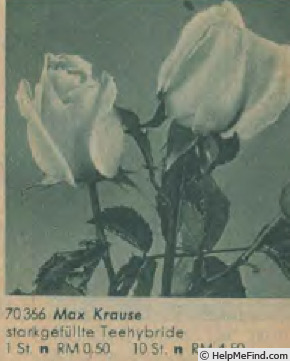 'Max Krause' rose photo