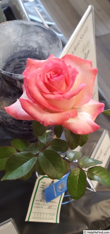 'Anna Mae' rose photo