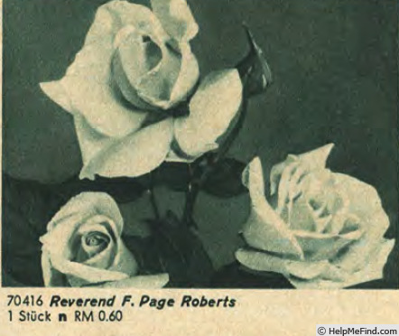 'Reverend F. Page-Roberts' rose photo