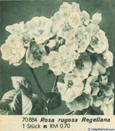 'R. rugosa regeliana' rose photo