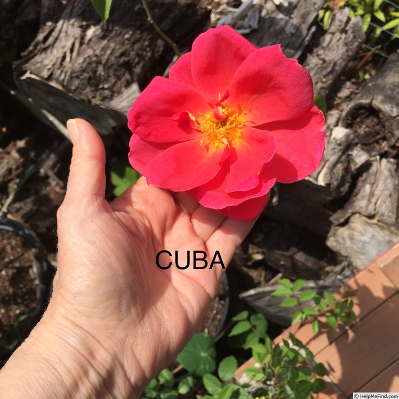 'Cuba (pernetiana, Pernet-Ducher 1926)' rose photo