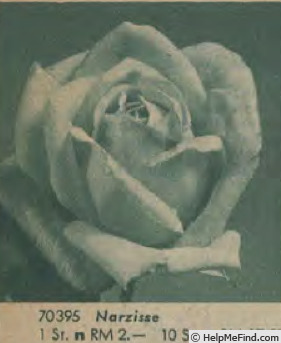 'Narzisse' rose photo