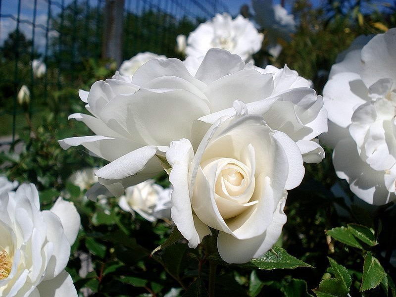 'Fée des Neiges, Cl.' rose photo