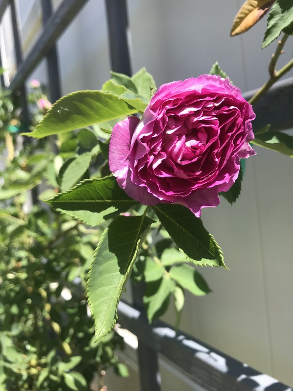 'Lavender Crush ™' rose photo