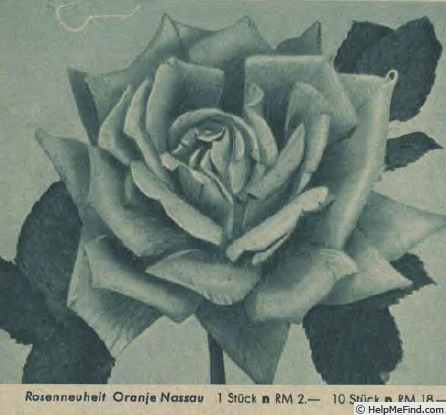 'Oranje Nassau' rose photo