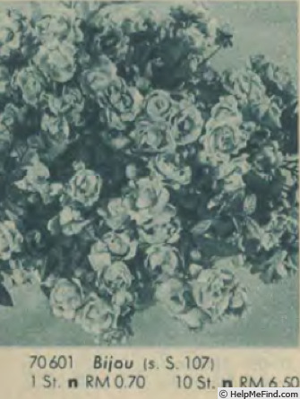 'Bijou (polyantha, de Ruiter, 1932)' rose photo