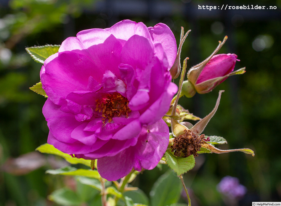 'Rosa rugosa 'Örtelius'' rose photo