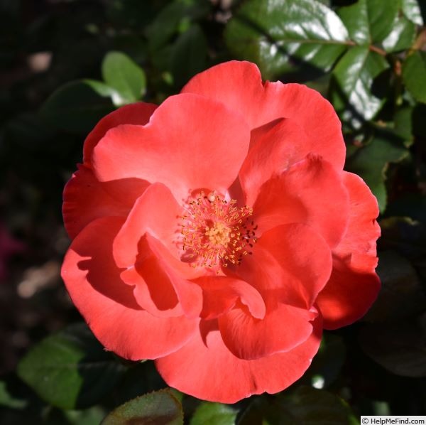 'Polychroma' rose photo