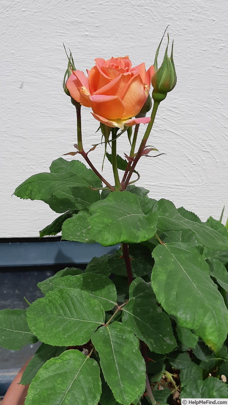 'Vivienne Westwood ®' rose photo