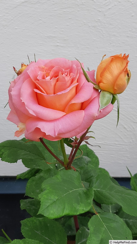 'Vivienne Westwood ®' rose photo