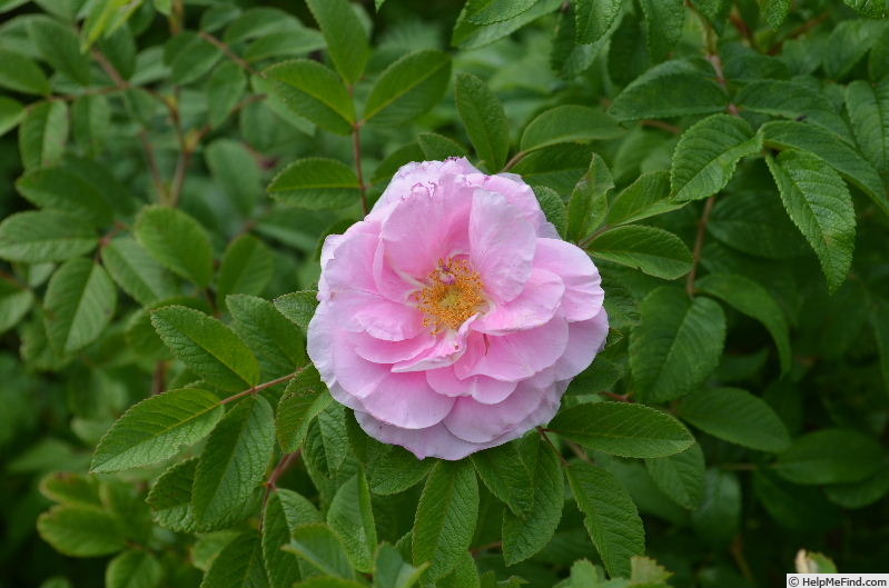 'Jens Munk x Thérèse Bugnet #2' rose photo