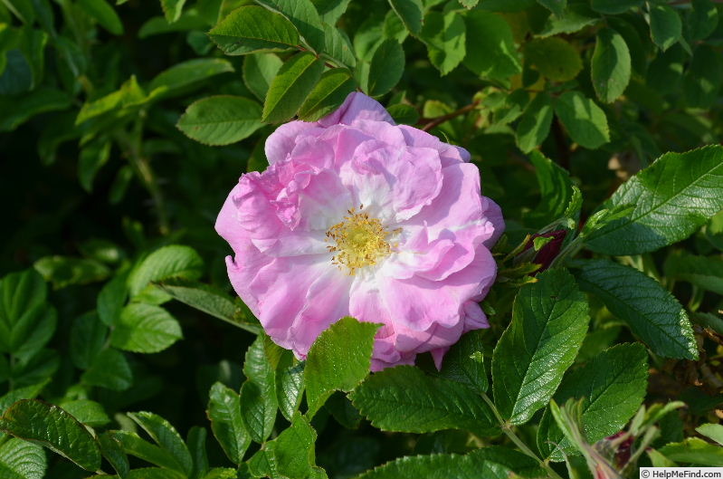 'Ross Rambler #3 x Thérèse Bugnet' rose photo