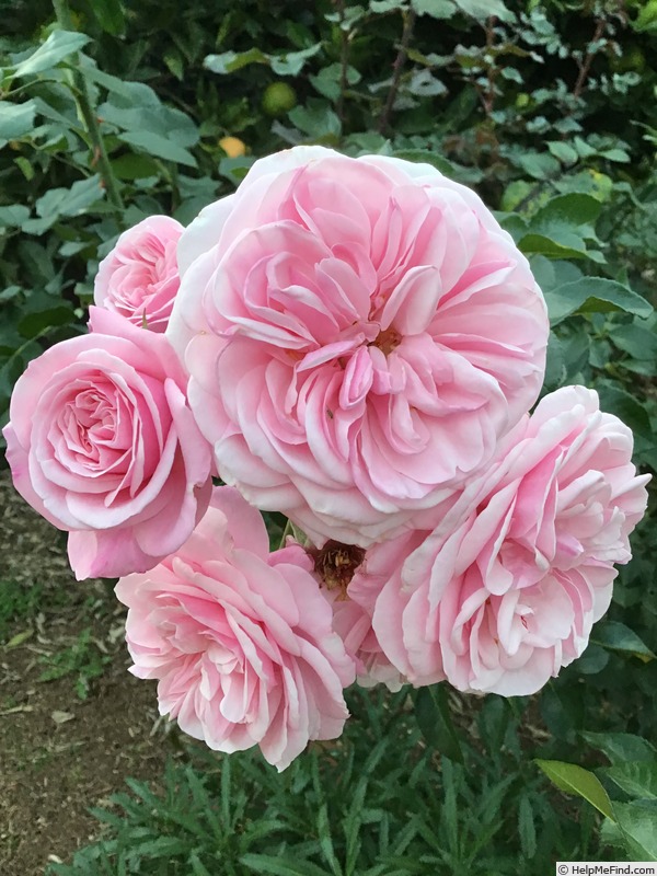 'Lilac Wine' rose photo