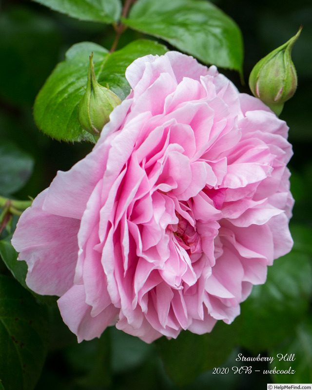 'Strawberry Hill' rose photo