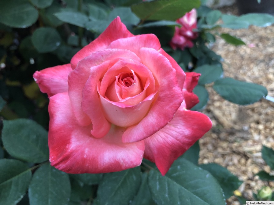 'Brigadoon ™' rose photo