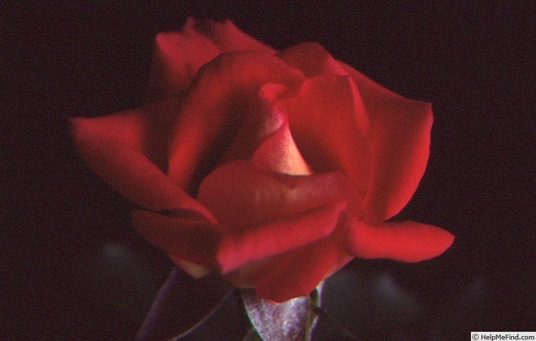 'Poker Chip' rose photo