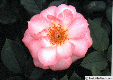 'Cream Puff' rose photo