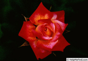 'Fancy Pants ™ (miniature, King 1986)' rose photo