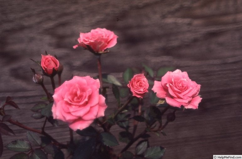 'Judy Fischer' rose photo