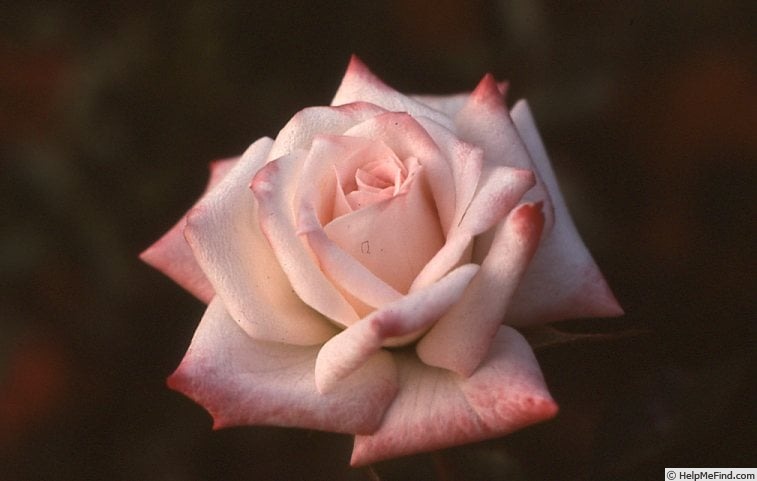 'Minnie Pearl ™' rose photo