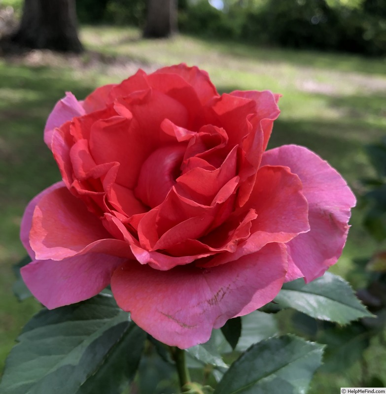 'Honey Bee Haven' rose photo