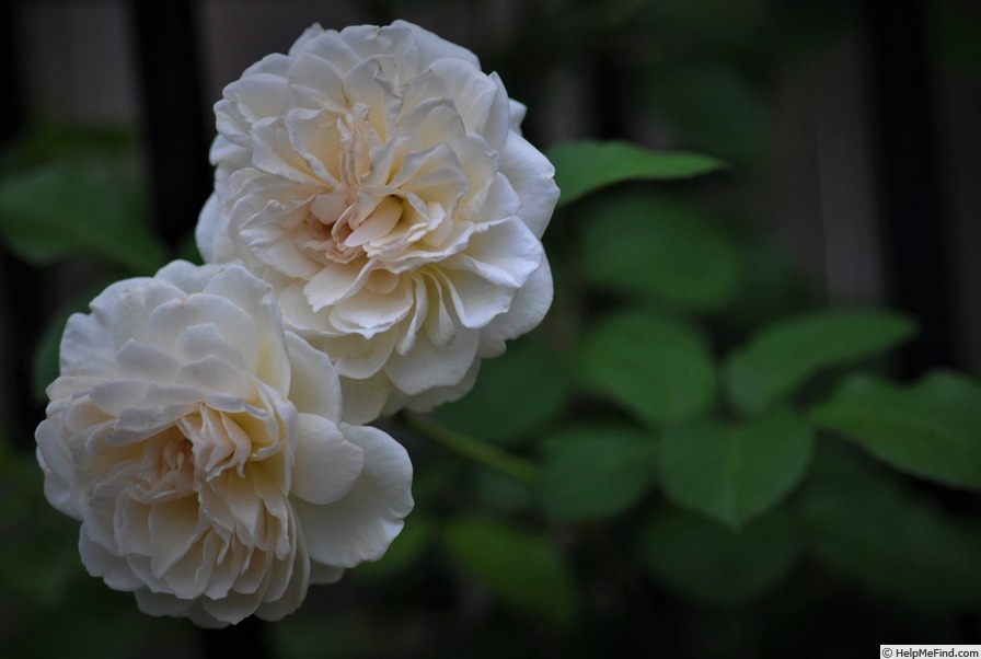 'Wedding Garland' rose photo