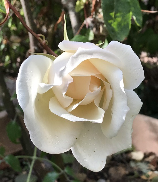 'Belle Blanca' rose photo
