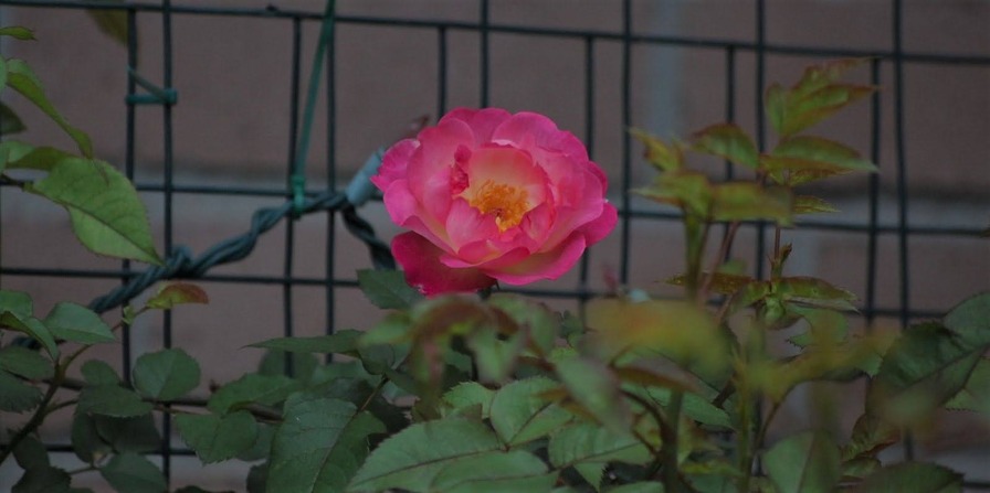 'Bellmead 15S02' rose photo