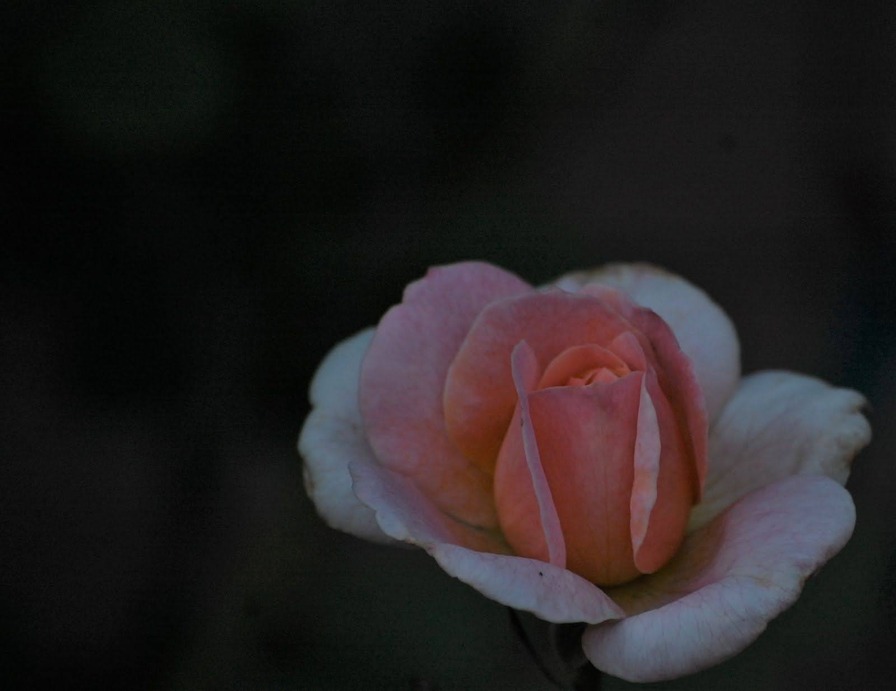 'Amherst - 101714' rose photo