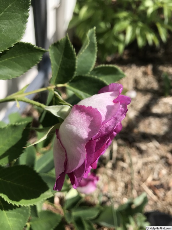 'Lavender Crush ™' rose photo