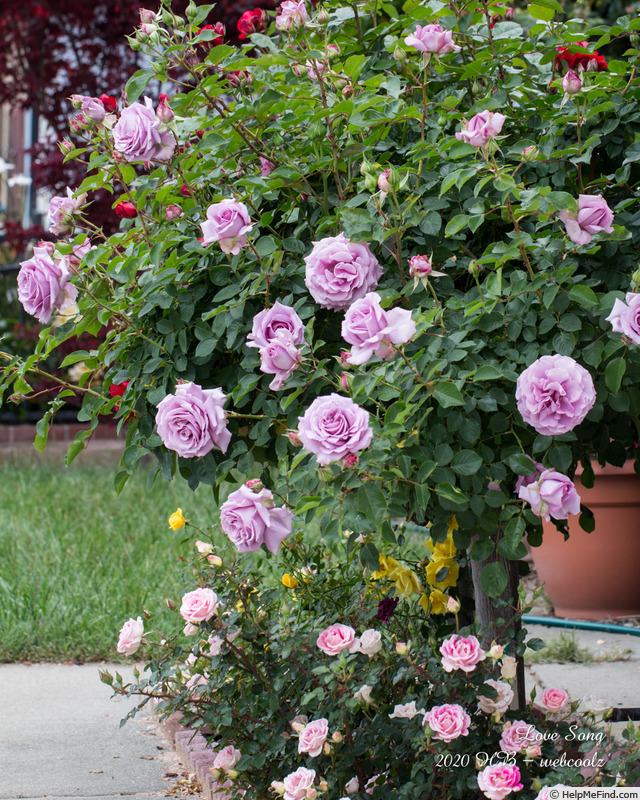 'Love Song (floribunda, Carruth 2011)' rose photo