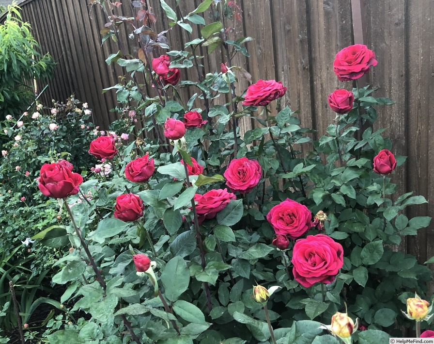 'Mister Lincoln' rose, click to enlarge 'Mister Lincoln' rose photo