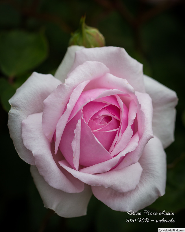 'Olivia Rose Austin ®' rose photo