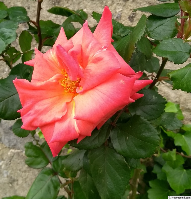 'Christophe Colomb ® (hybrid tea, Meilland, 1992)' rose photo