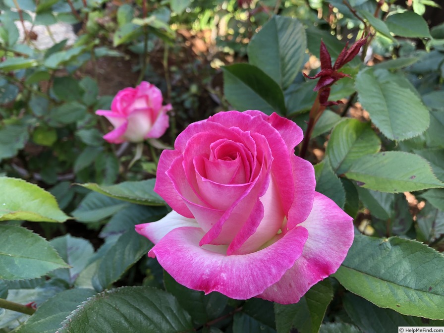 'Lynn Anderson' rose photo