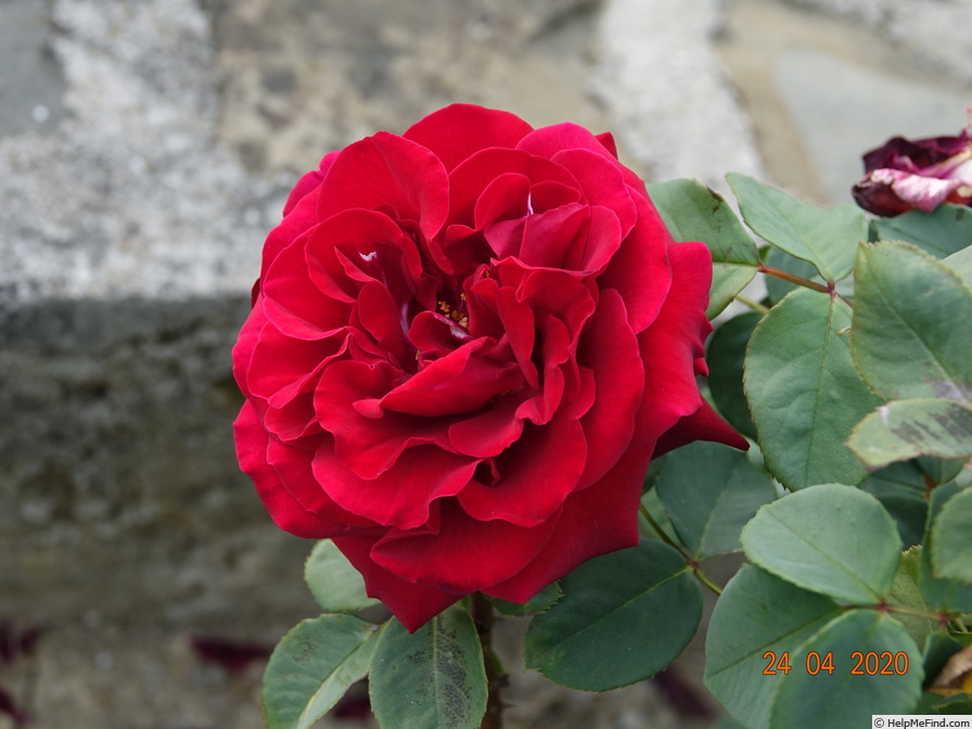 'Charles Mallerin (Hybrid Tea, Meilland, before 1947)' rose photo