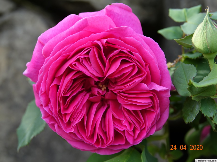 'Madame Isaac Pereire (Bourbon, Garcon, 1876)' rose photo