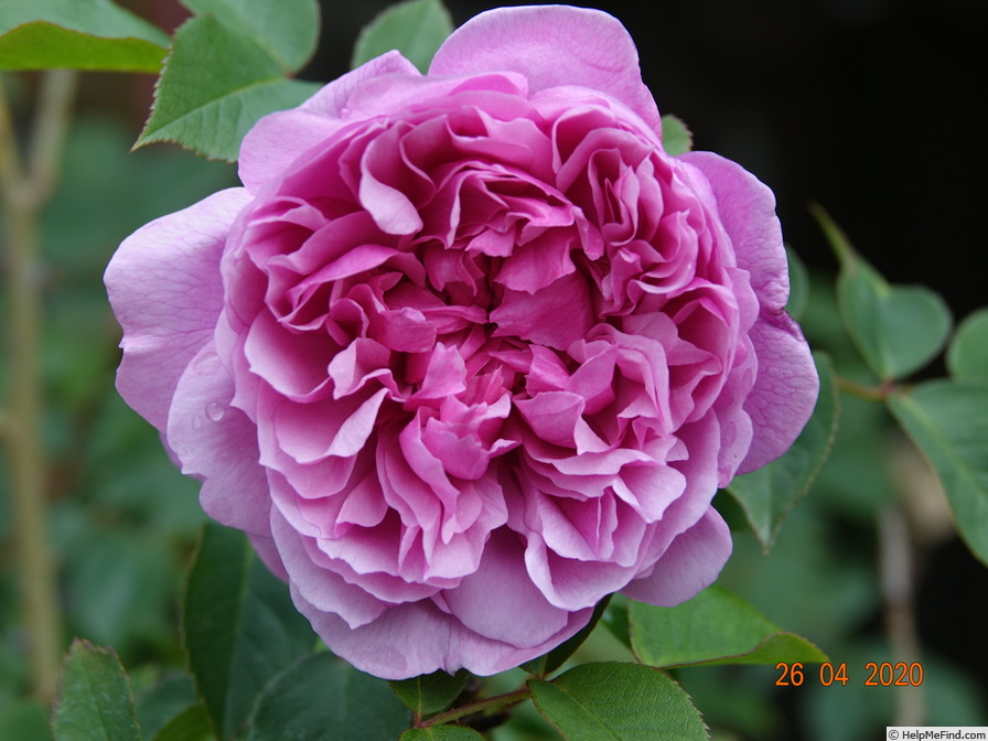 'Sister Elizabeth' rose photo