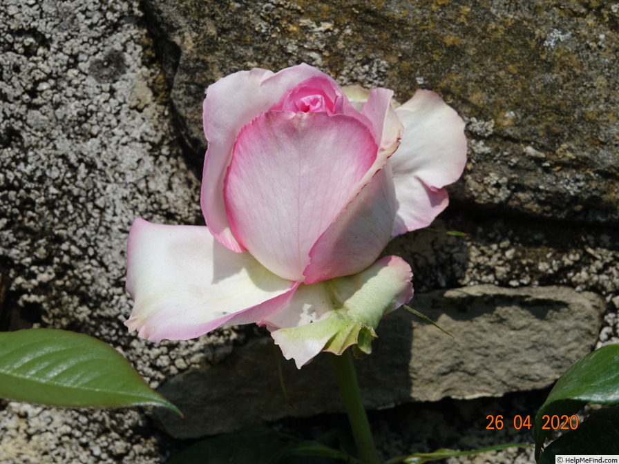 'Honoré de Balzac ® (floribunda, Meillans, 1996)' rose photo
