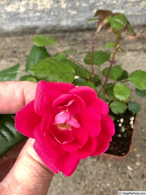 'GHCS1' rose photo