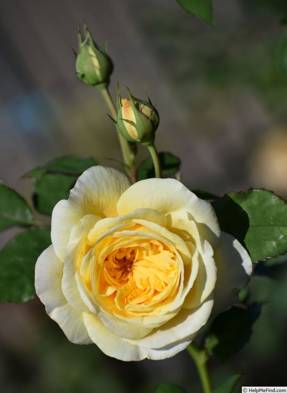 'Summer Cheer' rose photo