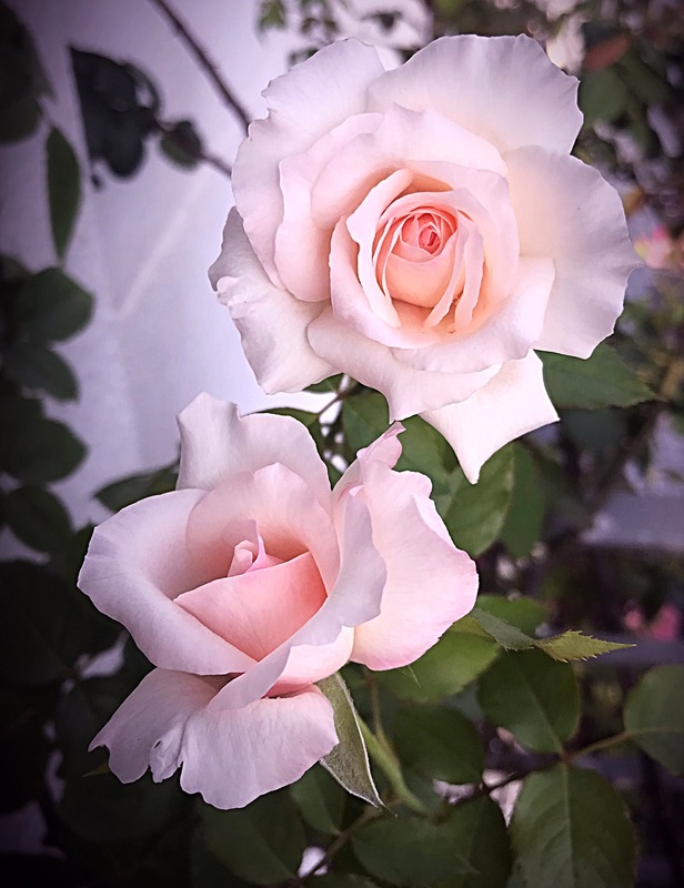 'Euridice ® (floribunda, Kimura, 2016)' rose photo