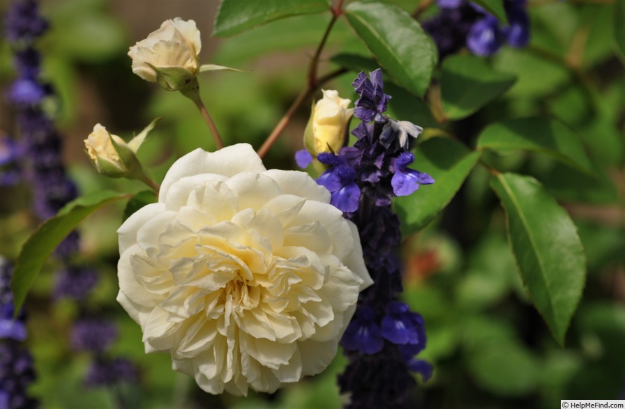 'Wedding Garland' rose photo
