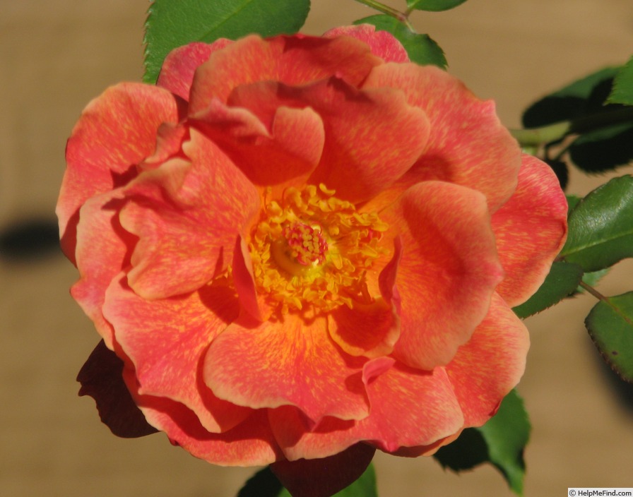 'Incredible' rose photo