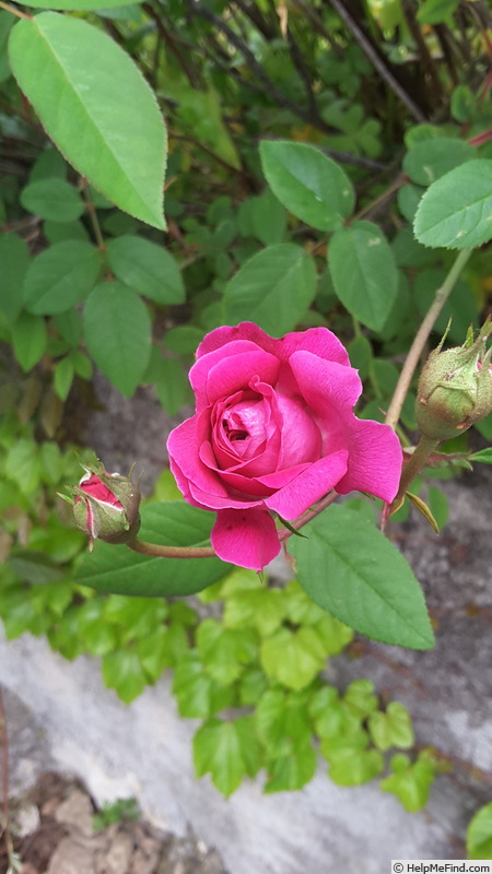 'Petite Renoncule Violette' rose photo