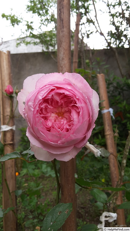 'The Mill On The Floss' rose photo