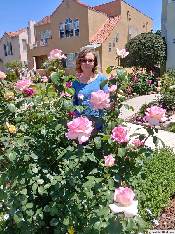 'Pink Promise (hybrid tea, Coiner, 2005)' rose photo